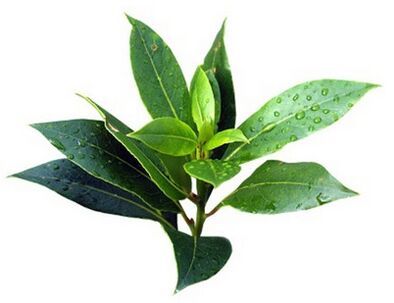 Dand Fungent Brand contains tea tree oil
