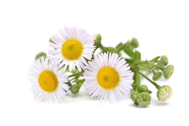 The Fungeent Brand's combination contains chamomile extracts
